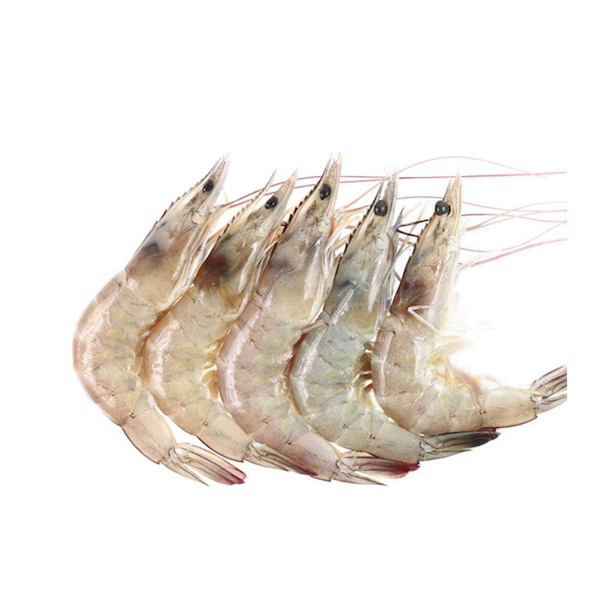 PRAWNS MEDIUM 500GM